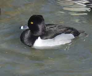 Ringneck Duck Pair